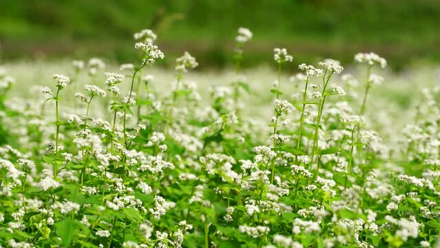 秋のそよ風に揺れるそばの花