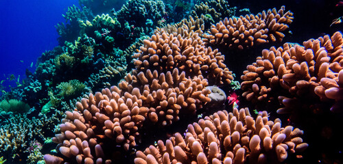 Naklejka na ściany i meble coral underwater sea underwater ecosystem