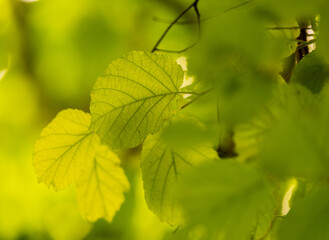 texture en feuille de noisetier derrière un soleil d'été