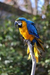 止まり木に止まるルリコンゴウインコ