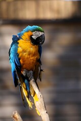 ルリコンゴウインコのポートレート