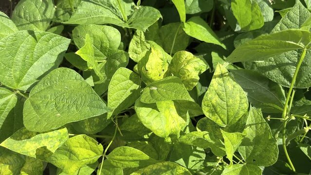 Mung bean or green gram plant with yellow spots on leaves, mosaic disease, blight or improper watering symptoms.