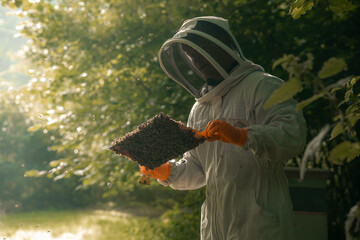 Bee keeper working with honey bees, man made bee hive