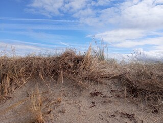 DUNES DE SABLE - HERBES SECHES 1