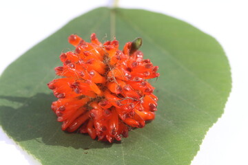 Paper mulberry (Broussonetia papyrifera) is a flowering plant in the family Moraceae.