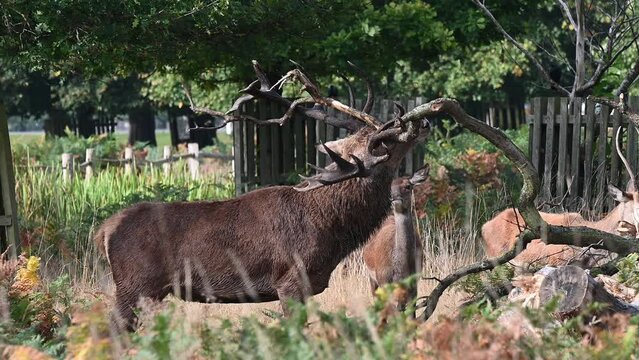 Deer stag rubbing his antlers
