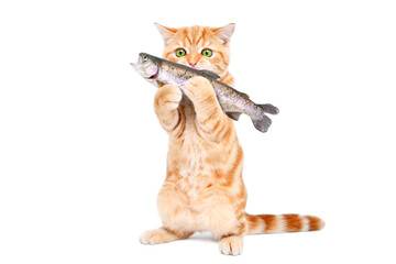 Playful kitten holding a fish in its paws standing isolated on a white background