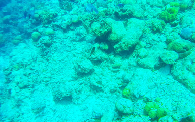 Snorkeling underwater views fish Corals turquoise water Rasdhoo island Maldives.