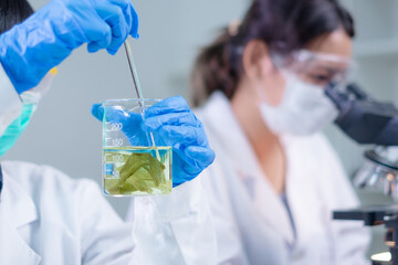Concept of algae, algaculture and seaweed in laboratory. Researcher or scientist is working with...