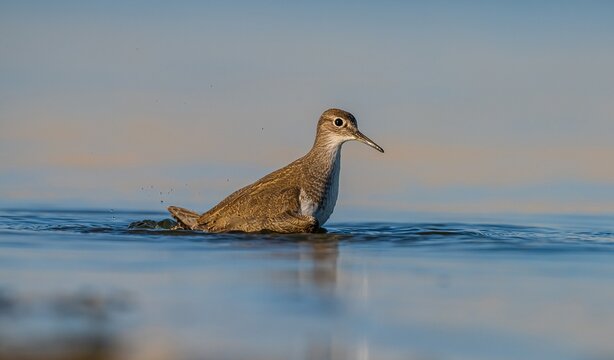 Common Sandpiper (Actitis hypoleucos) is a wetland bird that feeds on mollusks near lakes and streams. It is a common bird in Asia, Europe, Africa and Australia.