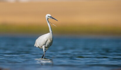 Little Egret (Egretta garzetta) is a very good fisherman. It lives near lakes and rivers. It is a common species in Asia and Europe.