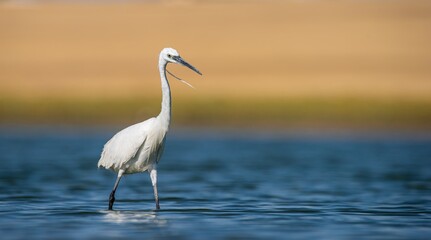 Little Egret (Egretta garzetta) is a very good fisherman. It lives near lakes and rivers. It is a common species in Asia and Europe.