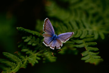 butterfly on a fern 