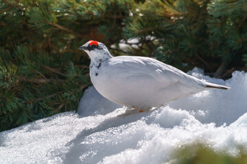 黒部立山アルペンルート 開通直後の室堂のライチョウ（４月、５月）