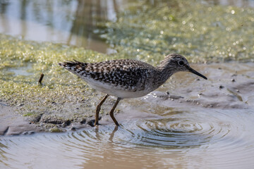 Wood Sandpiper on the ground animal portrait.