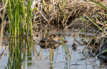 greater painted-snipe on the ground close up shot ( Animal portrait ).