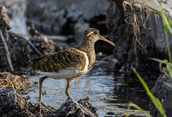 greater painted-snipe on the ground close up shot ( Animal portrait ).
