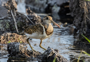 greater painted-snipe on the ground close up shot ( Animal portrait ).