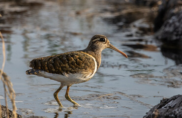 greater painted-snipe on the ground close up shot ( Animal portrait ).