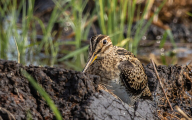 Pintail Snipe on the ground animal portrait.