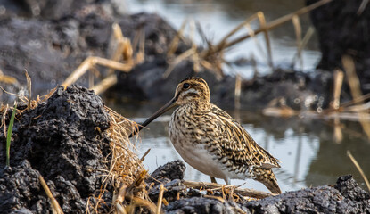 Pintail Snipe on the ground animal portrait.