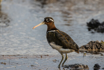 greater painted-snipe on the ground close up shot ( Animal portrait ).
