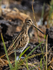 Pintail Snipe on the ground animal portrait.