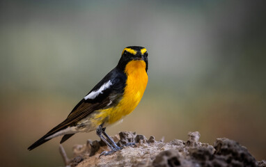 Narcissus Flycatcher animal portrait close up shot.