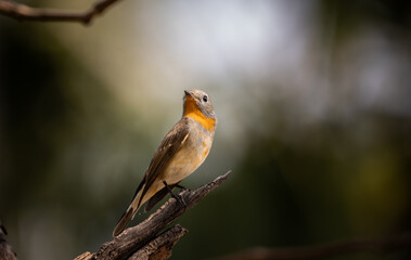 Red-breasted Flycatcher on the branch tree.