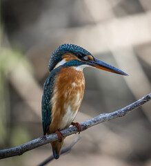Common Kingfisher on the branch tree animal portrait.
