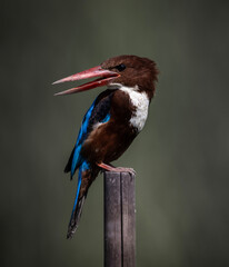 White-throated Kingfisher on dry branch animal porttrait shot.