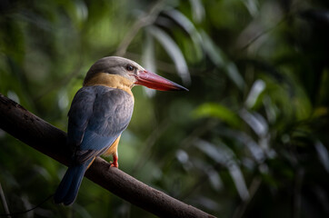 Stork-billed Kingfisher on the branch tree.