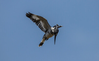 Pied Kingfisher hopping in the air looking for fish in the river.