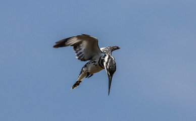 Pied Kingfisher hopping in the air looking for fish in the river.