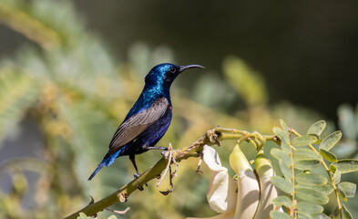 Purple sunbird on the branch tree animal portrait.