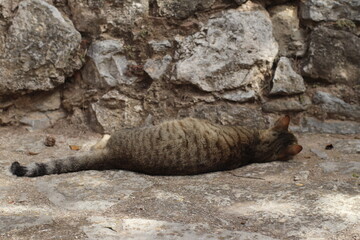 Gato joven, de espladas