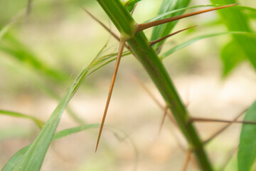 Close-up of the plant's large thorns