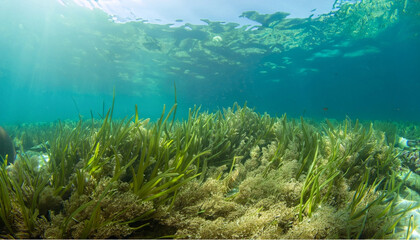 Fototapeta na wymiar Cororful unterwater world with seagrass, coral reefs and fishes