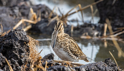 Pintail Snipe on the ground animal portrait.