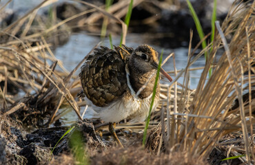 greater painted-snipe on the ground close up shot ( Animal portrait ).