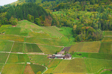 View over autumnal vineyards. Autumn landscape - Kappelrodeck, black forest
