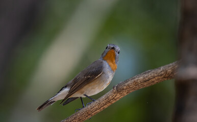 Fototapeta premium Red-breasted Flycatcher on the branch tree.