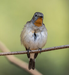 Red-breasted Flycatcher on the branch tree.