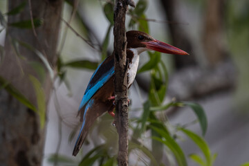 White-throated Kingfisher on the branch tree animal portrait.