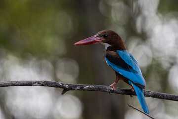 White-throated Kingfisher on the branch tree animal portrait.