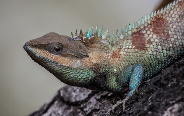 Siamese blue crested lizard on tree close up shot.