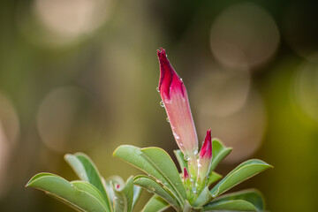 Obraz premium Impala Lily, Pink Bignonia close up shot.
