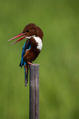 White-throated Kingfisher on dry branch animal porttrait shot.