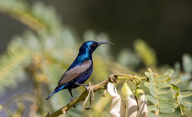 Purple Sunbird on the branch tree.
