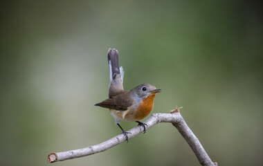 Fototapeta premium Red-breasted Flycatcher on the branch tree animalportrait.